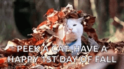 Cat in Pile of Leaves Peek a Cat Happy 1st Day of Fall