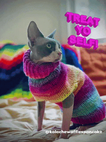 Cat in Rainbow Sweater Treat Yo Self
