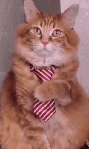 Cat In Red And White Striped Tie Says It Makes You Look Very Handsome GIF