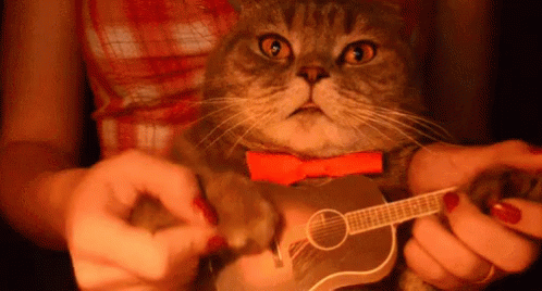 Cat In Red Bow Tie Holding Guitar GIF