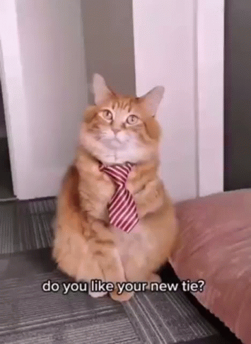 Cat in Red White Striped Tie on Couch