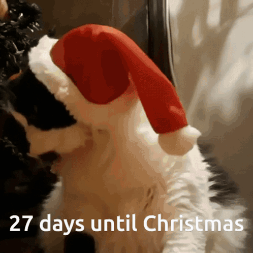 Cat in Santa Hat 27 Days Until Christmas