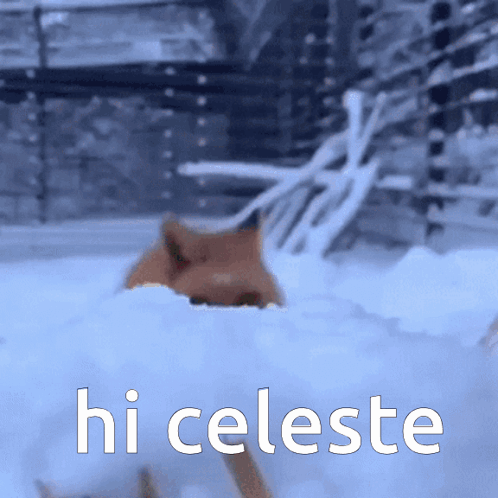 Cat in Snow Saying Hi Celeste
