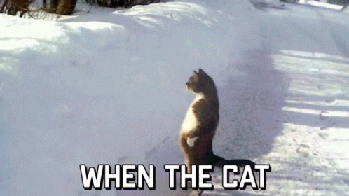 Cat in Snow When the Cat
