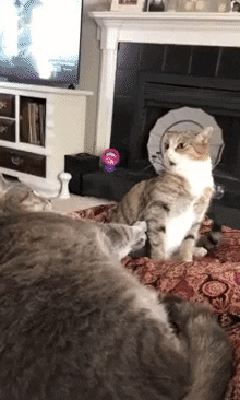 Cat In So Much Awe GIF