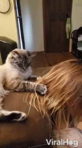 Cat In Sofa Pull Hair GIF