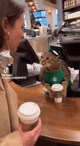 Cat in Starbucks Apron at Counter
