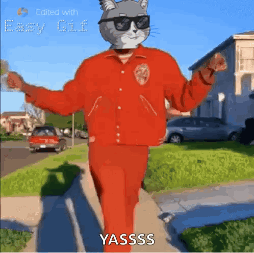 Cat In Sunglasses And Red Jacket Walking GIF
