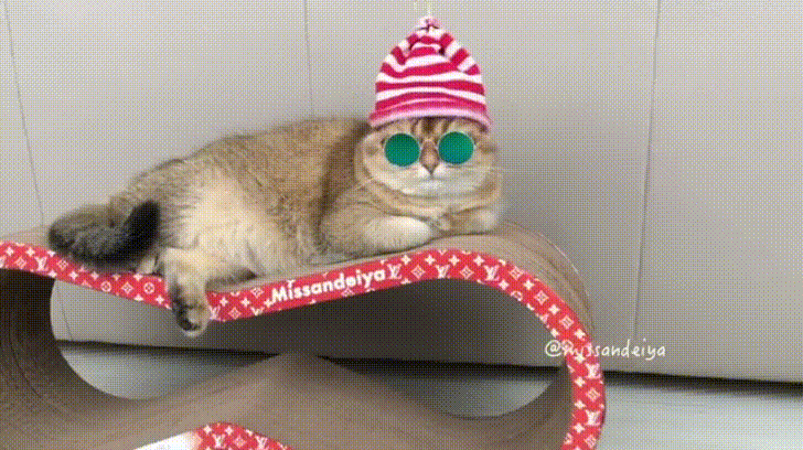 Cat In Supreme Hypebeast GIF