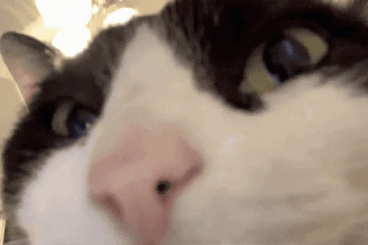 Cat In The Club GIF