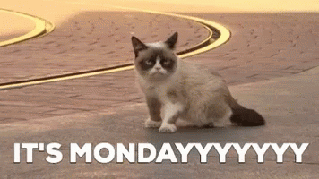 Cat In The Middle Of The Road Monday Meme GIF