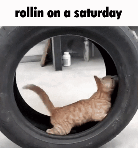 Cat In Tire Rollin On A Saturday GIF