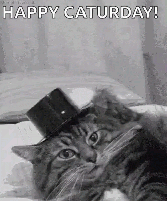 Cat in Top Hat Lying on Bed Happy Saturday