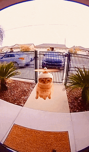 Cat in White Hat Flying
