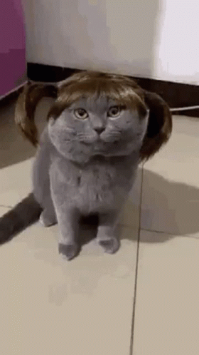 Cat In Wig Pigtails On Tiled Floor