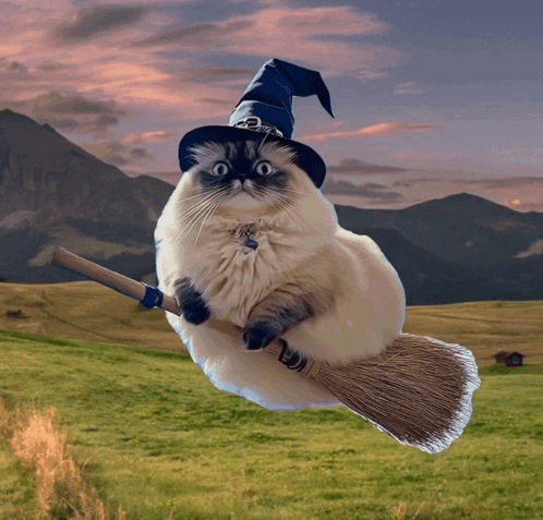 Cat in Witch Hat Flying on Broom in Field