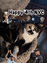 Cat in Yankees Hat Laying in Bed