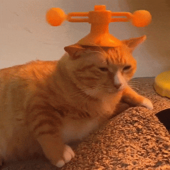 Cat In Yellow Hat With Two Orange Balls GIF