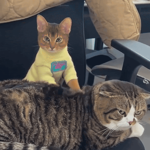 Cat in Yellow 'Kitty' Sweater on Cat