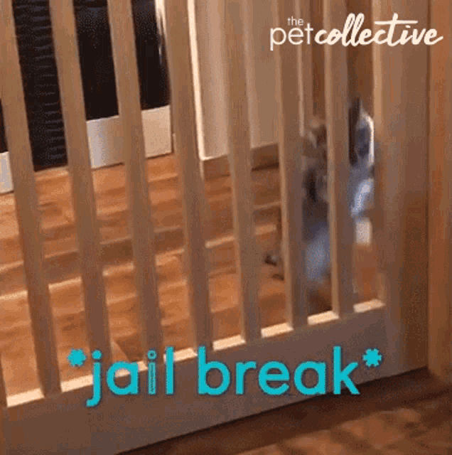 Cat Jailbreak Gif GIF
