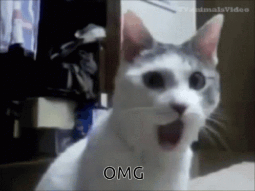 Cat Jaw Dropped Omg You Look Marvelous Reaction GIF