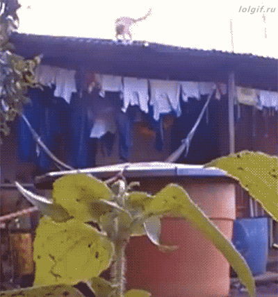 Cat Jump And Wet Running GIF