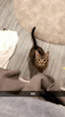 Cat Jump Attack GIF