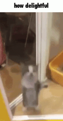 Cat Jumping How Delightful GIF