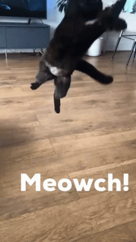 Black Cat Jumping Meowch GIF