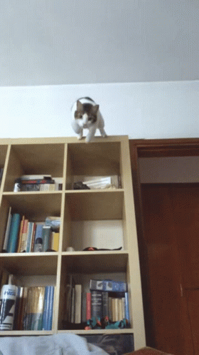 Cat Jumping 280 X 498 Gif GIF