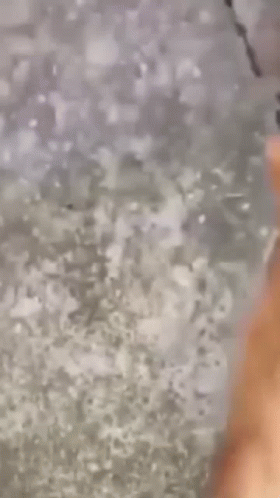 Cat Jumping 280 X 498 Gif GIF