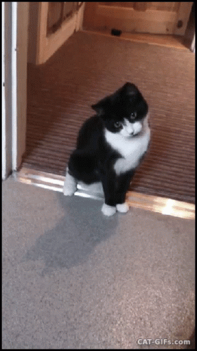Funny Cat Jumping Scare GIF