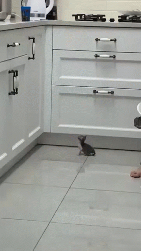 Cute Kitten Cat Jumping GIF