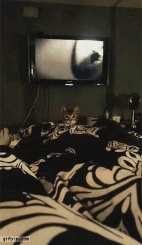 Cat Jumping 289 X 498 Gif GIF