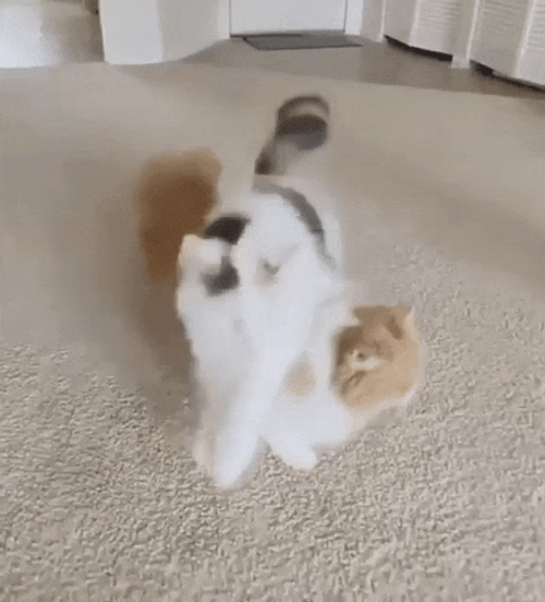 Cat Jumping GIF