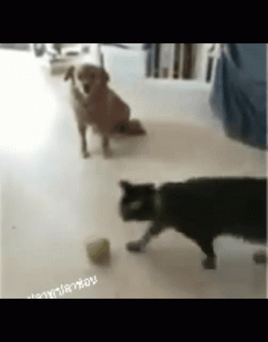 Cat Jumping 390 X 498 Gif GIF