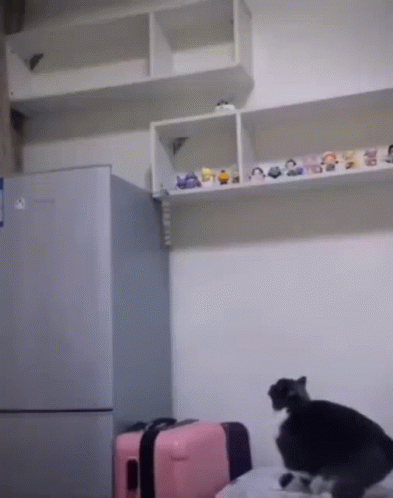 Cat Jumping Small GIF