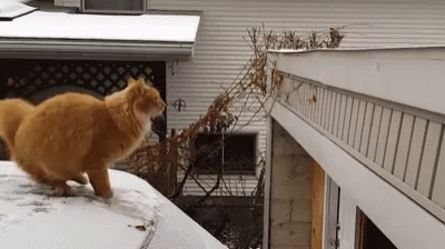 Cat Jumping On Car Fail GIF