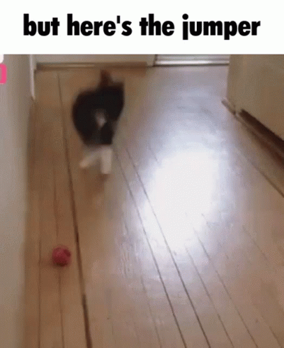 But Here's The Jumper Cat Jumping GIF