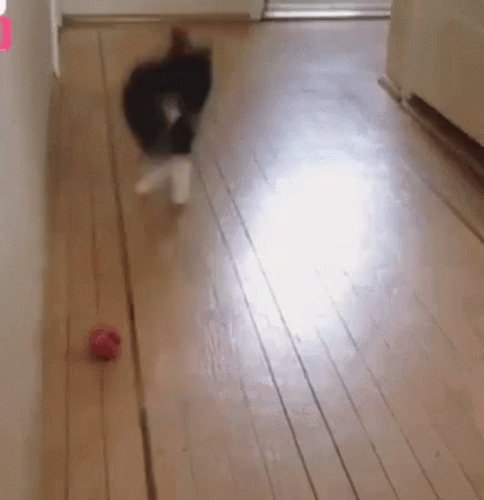 Cat Jumping With Ball GIF