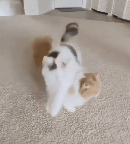 Cat Jumping 451 X 498 Gif GIF