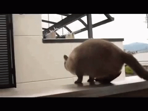 Cat Jumping On Balcony GIF