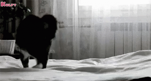 Playful Cat Jumping GIF