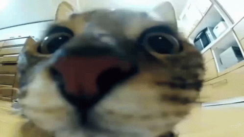 Cat Jumping Fisheye GIF
