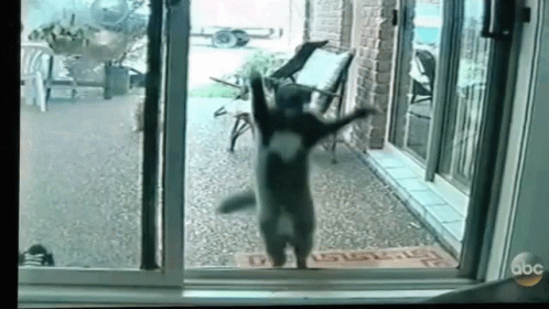 Cat Jumping Sliding Door GIF