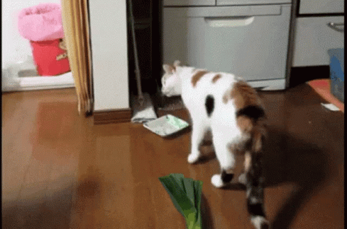 Shocked Cat Jumping GIF