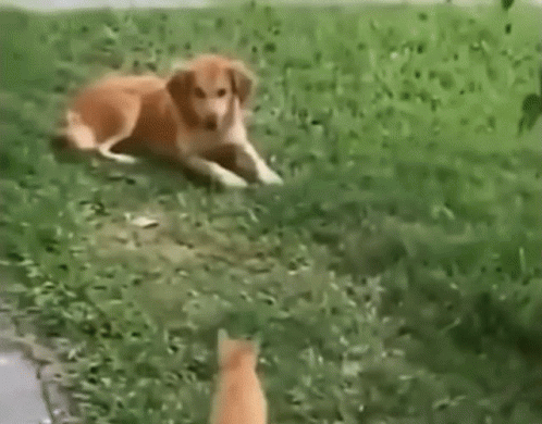 Cat Jumping On Dog Face GIF