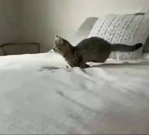 Cat Jumping Off Bed Fail GIF