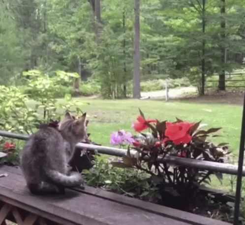 Cat Jumping Over Garden GIF