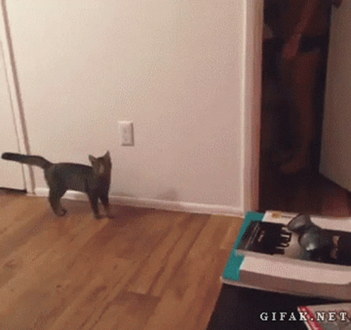 Cat Jumping Scare GIF
